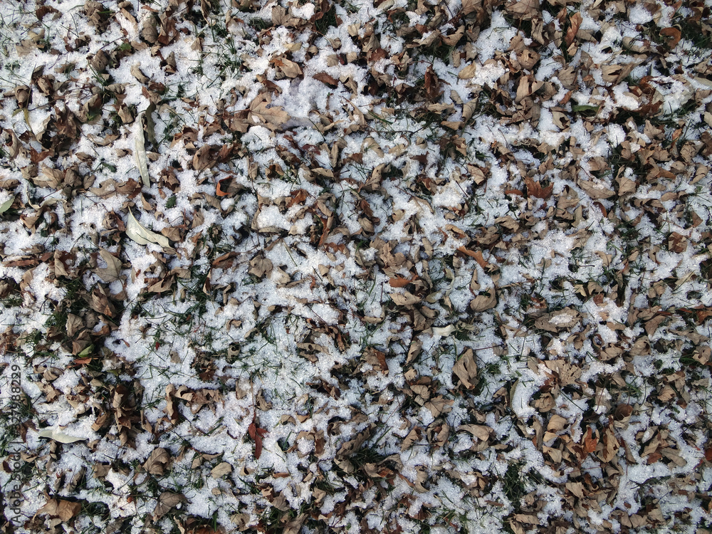 Dried leafs with snow textures Dried leafs with snow textures