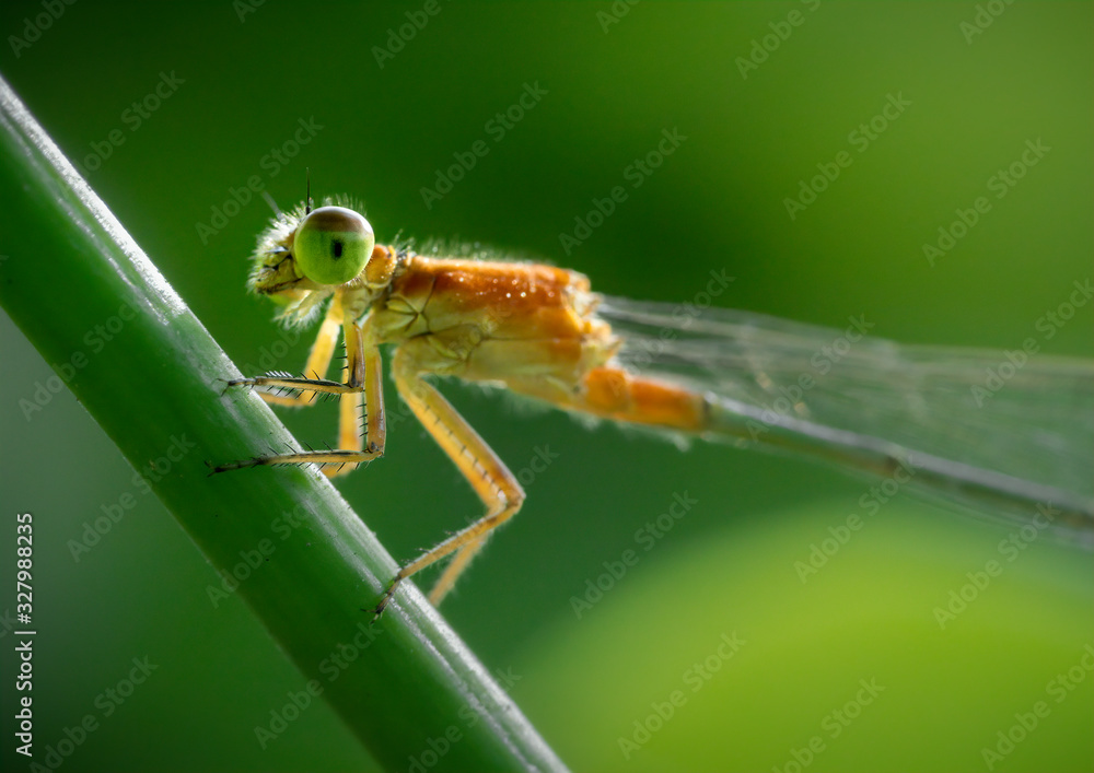 Ischnura Senegalensis Ischnura Senegalensis