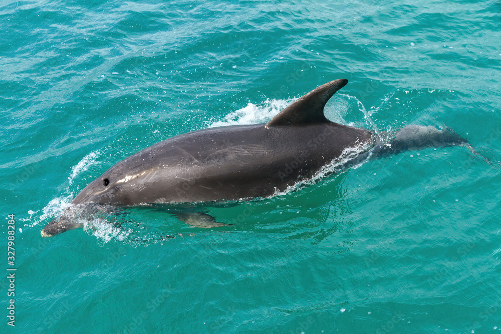 Fototapeta premium A common dolphin (Delphinus delphis) partially submerged in the water. Photographed in New Zealand