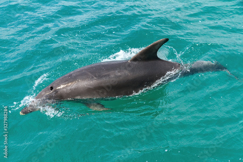 A common dolphin (Delphinus delphis) partially submerged in the water. Photographed in New Zealand