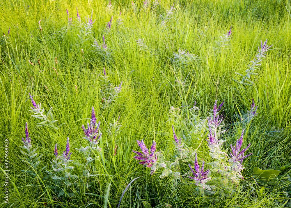 Lead plant and native grasses form natural textures in the summer
