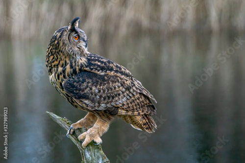 Beautiful Eurasian Eagle owl (Bubo bubo) on a branch. Bright orange eyes. Noord Brabant in the Netherlands.