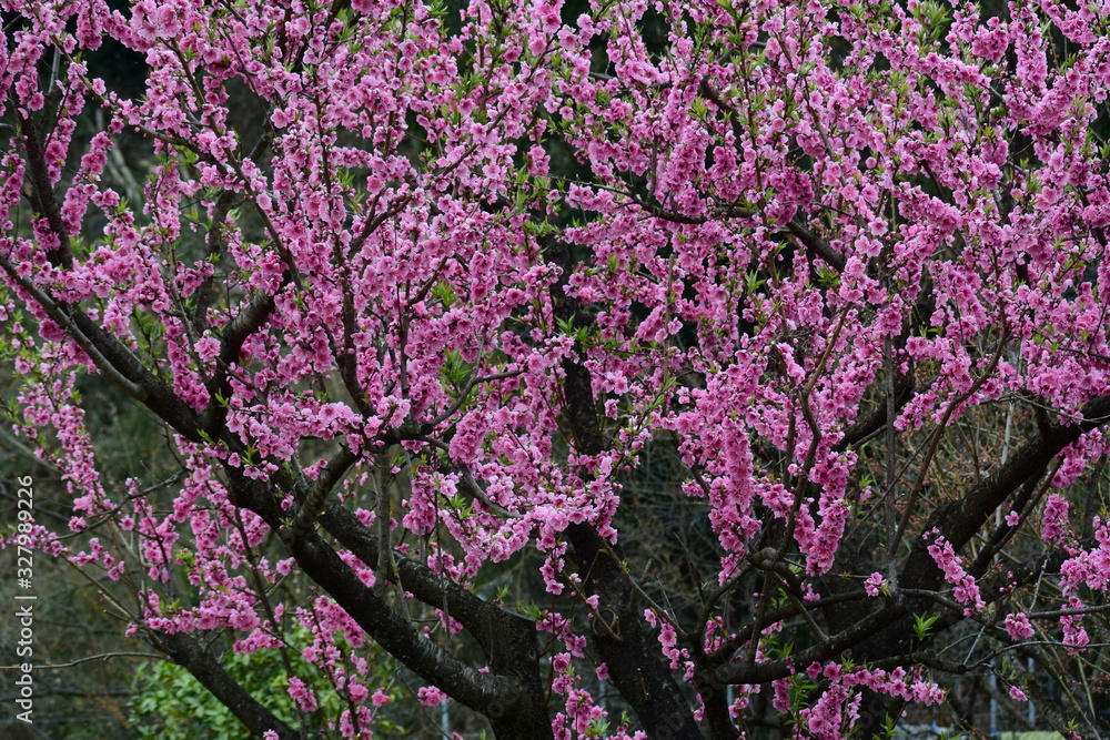 桃の花（背景素材）