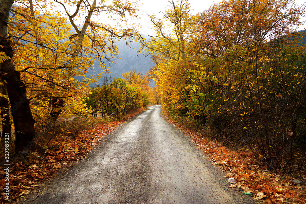 Obraz premium Landscape image of dirt countryside dirt road with colorful autumn leaves and trees in forest of Mersin, Turkey