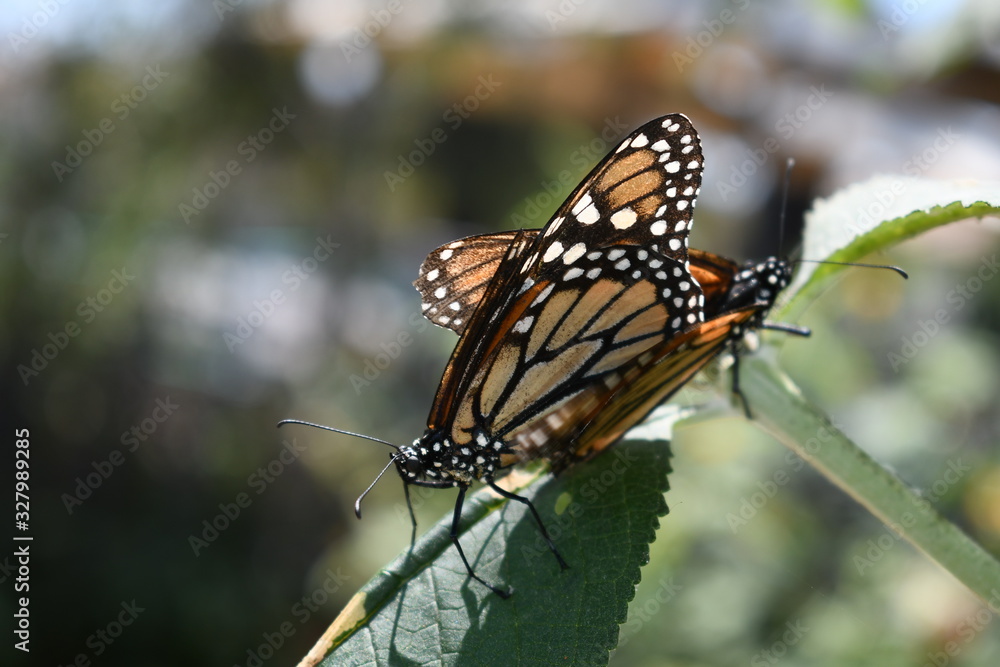 Fototapeta premium Butterfly
