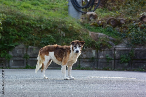 年老いた野犬