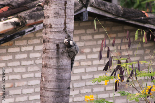 Canvas Print Monkey at Palm tree