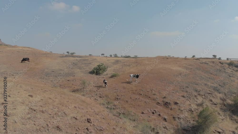 Black and white cows standing on a hill Black and white cows standing on a hill