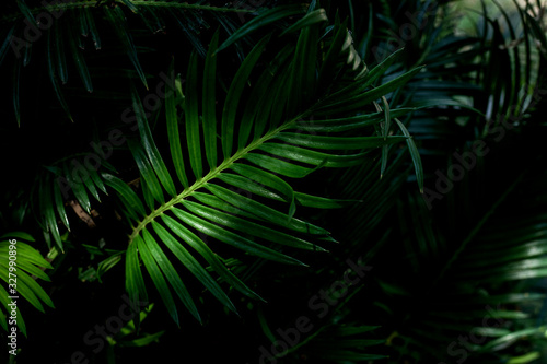 closeup nature view of green palm leaf texture  dark wallpaper concept  nature background  tropical leaf