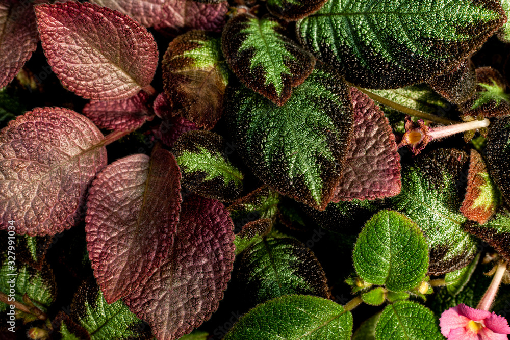 Fototapeta premium closeup nature view of colorful leaf texture, dark wallpaper concept, nature background, tropical leaf