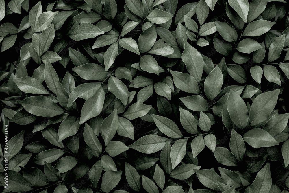 Fototapeta premium closeup nature view of green leaf texture, dark wallpaper concept, nature background, tropical leaf
