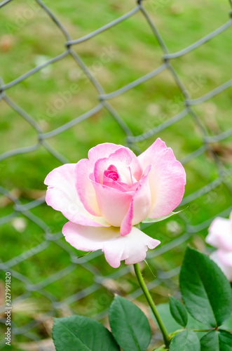 Pale Pink Tea Rose