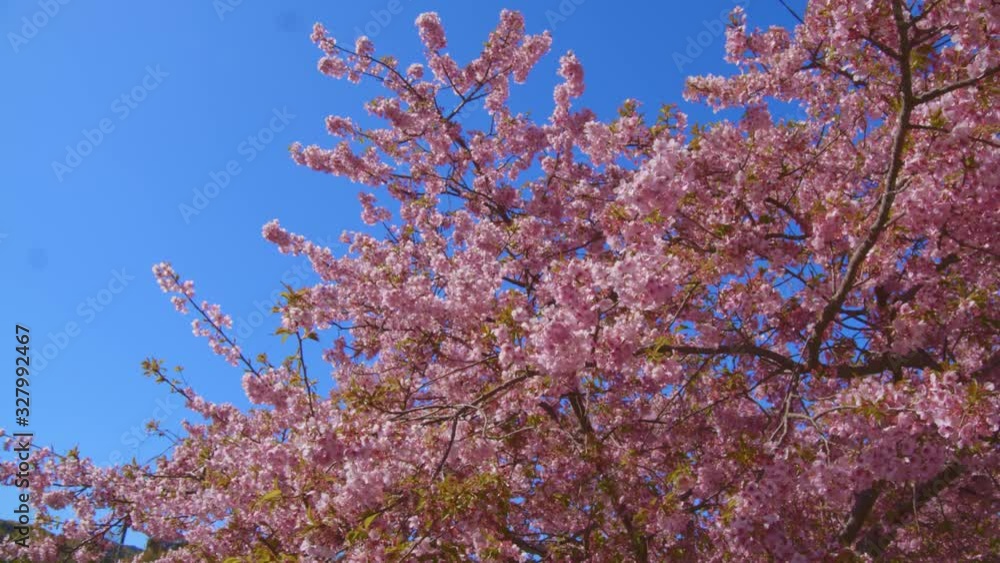 河津桜　空