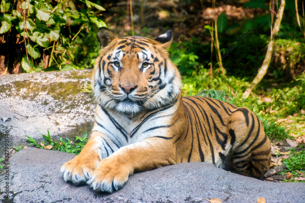 Sumatran tiger (Panthera tigris sumatrae) at Safari Park Sumatran tiger (Panthera tigris sumatrae) at Safari Park