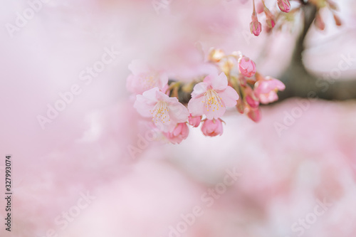 日本の桜 © 淳 脇塚