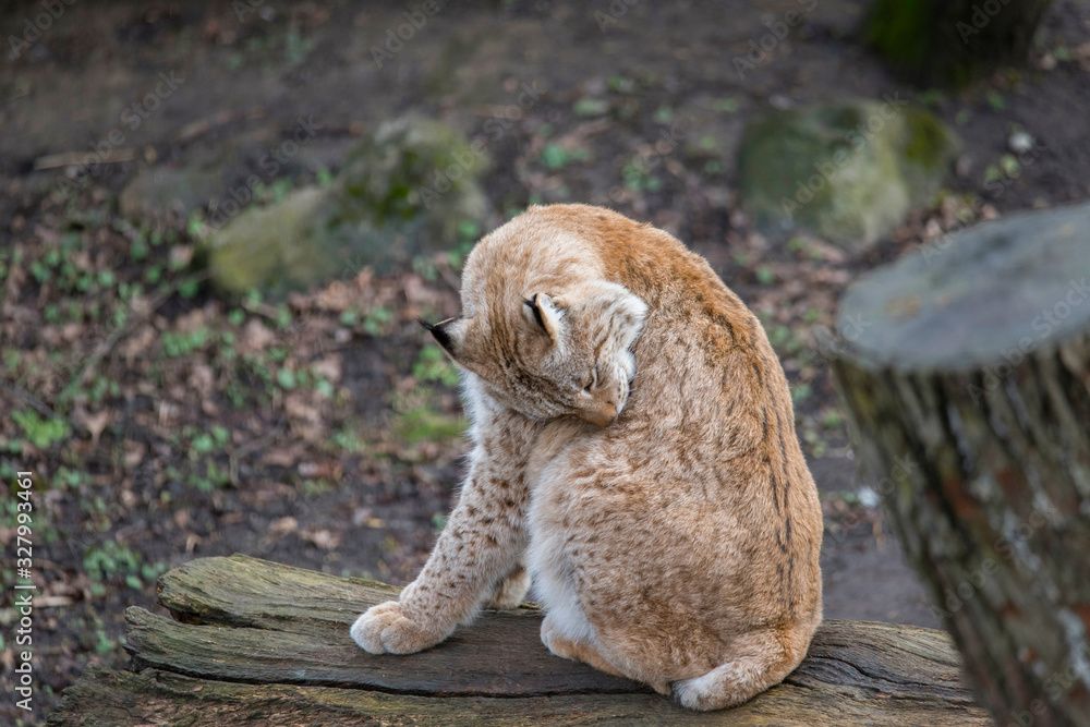Fototapeta premium Lynx grooming in a park in Stockholm