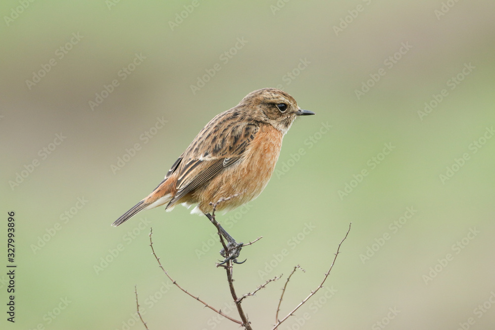 A pretty female Stonechat, Saxicola rubicola, perching on a plant. It is looking around for insects to capture and eat.