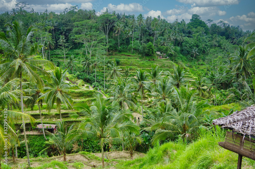 Tegalalang Rice terrace in Bali