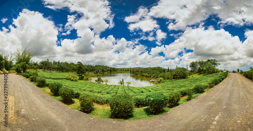 Panorama of the popular tea plantation of Mauritius, Bois Cheri, at a wonderful summer day. photo