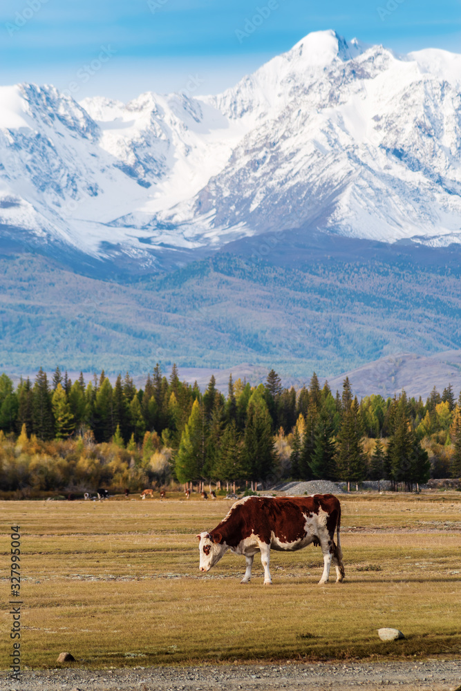 A cow grazing in the Kurai steppe at the foot of the North Chuysky ridge. Altai Republic, Russia