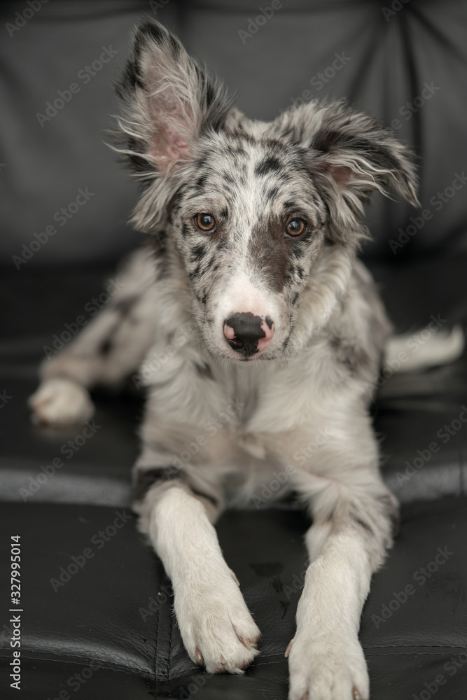 Fototapeta premium Dog Puppy Border Collie Merle