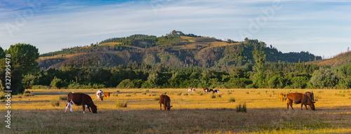 panorámica de vacunos alimentándose   photo