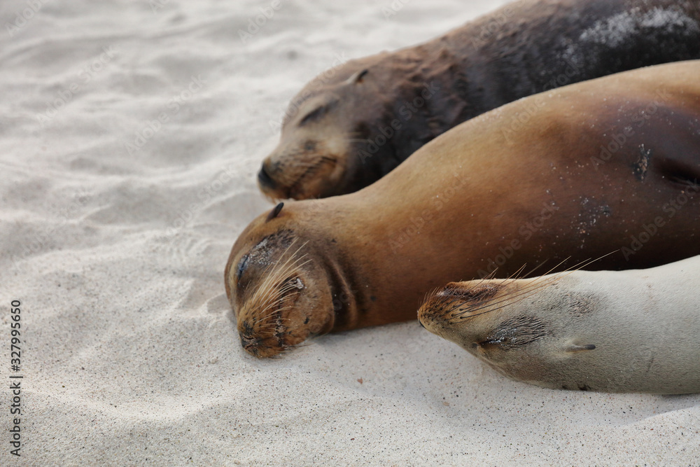 Obraz premium Sea Lions lying in sand on beach on Galapagos Islands resting sleeping - Cute adorable Animals. Animal and wildlife nature on Galapagos, Ecuador, South America. Family of Sea lions.