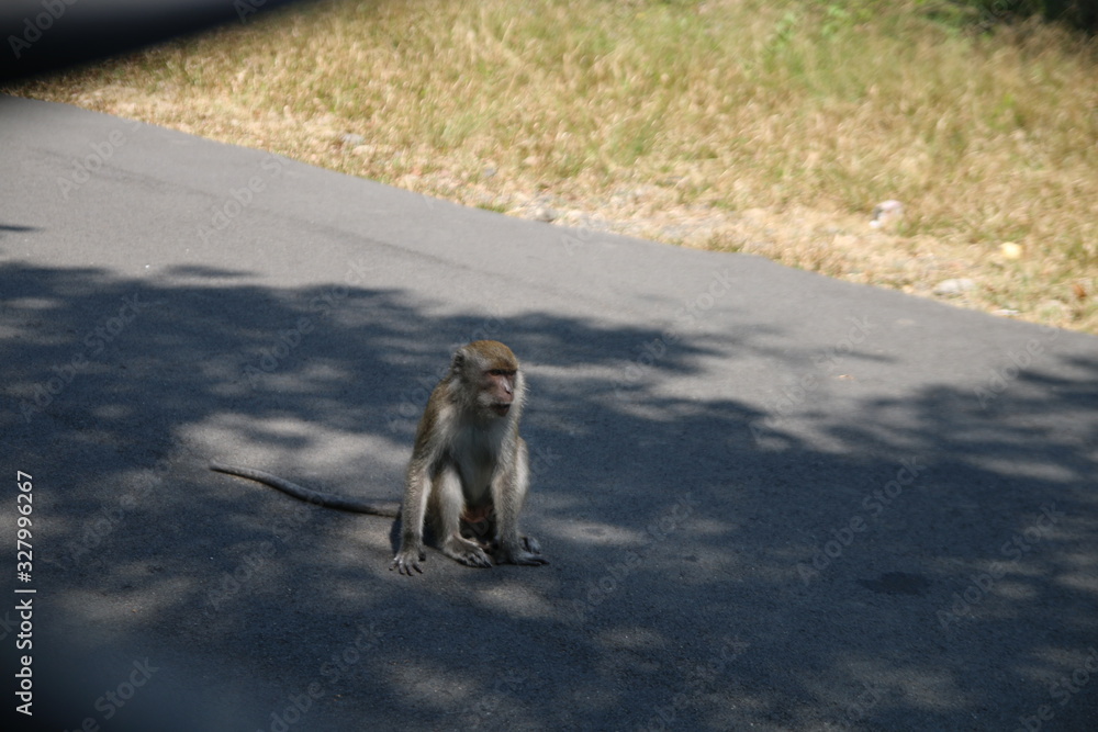  wild monkey in the waykambas lampung forest