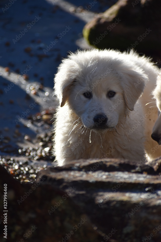 cute puppy cute puppy