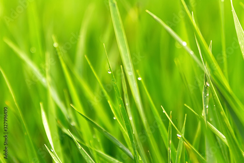 Fresh green grass with water drops in early morning.Selective focus. Nature green background.