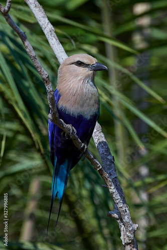 Blue-bellied roller (Coracias cyanogaster) photo