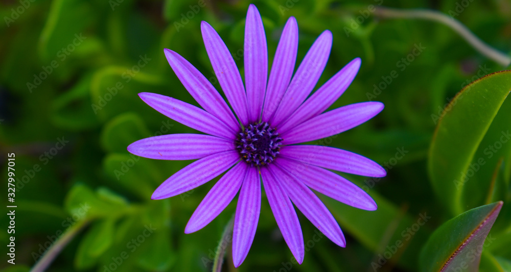 Obraz premium daisy c2020Rachelle