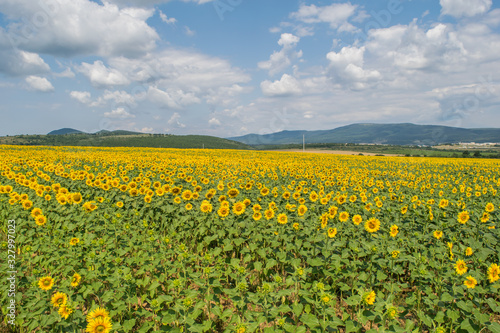 field of sunflowers © Надежда Николова