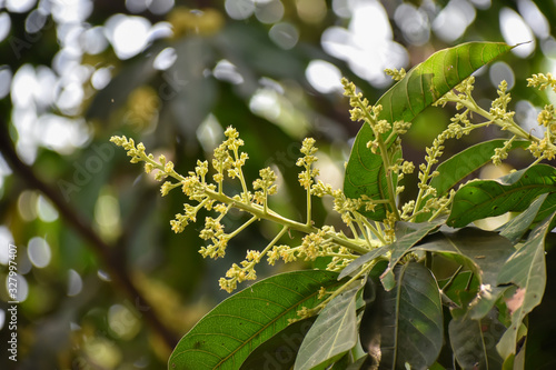 Flowers and buds of Mangifera indica, commonly known as mango with green leaves
