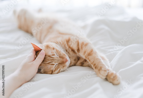 Fototapeta Naklejka Na Ścianę i Meble -  tabby cat lying on bed