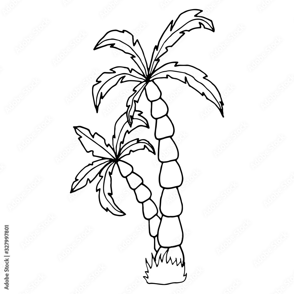 Hand drawn vector illustration of coconut palm tree. Vector sketch ...
