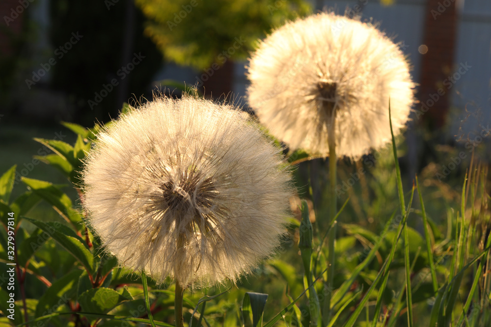 dandelion on background of green grass dandelion on background of green grass