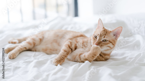 tabby cat lying on bed