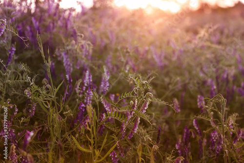 landscape with grass and wild flowers in the sunset