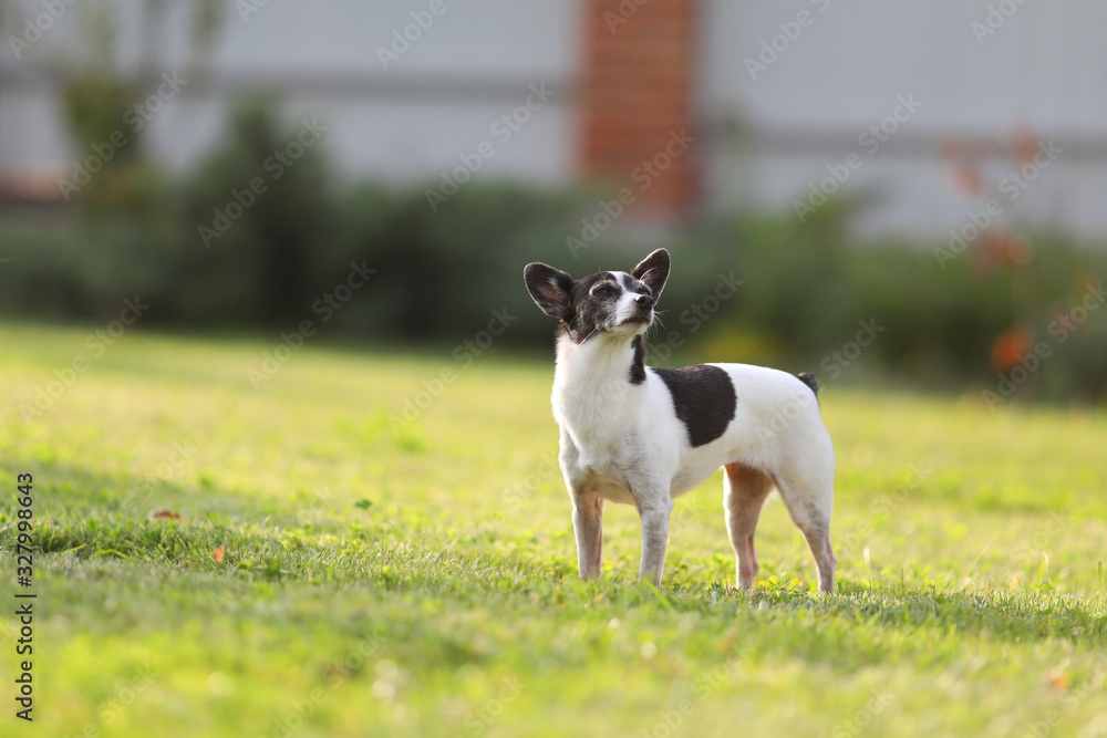 dog on green grass