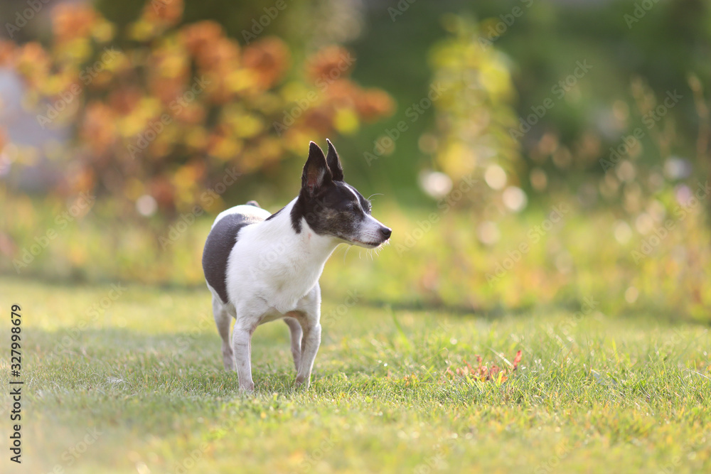 dog on green grass