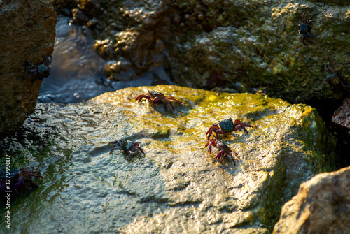 Crab in the sea that is eating microalgae along the sea rocks in the evening