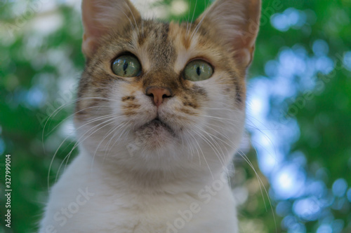 Portrait of a cat