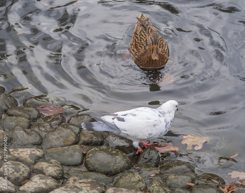 Duck in the water approaching dove perched on shore