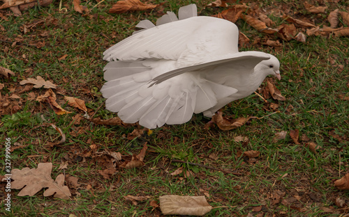 White dove perched on ground surrounded by autumn leaves