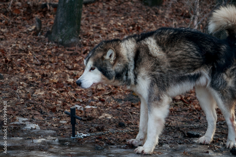 Portrait of a thoroughbred animal dog breed Alaskan Malamute. Adult obedient pet beautiful gray fluffy well-groomed dog tied to a chain on nature in the autumn forest on a leash Portrait of a thoroughbred animal dog breed Alaskan Malamute. Adult obedient pet beautiful gray fluffy well-groomed dog tied to a chain on nature in the autumn forest on a leash