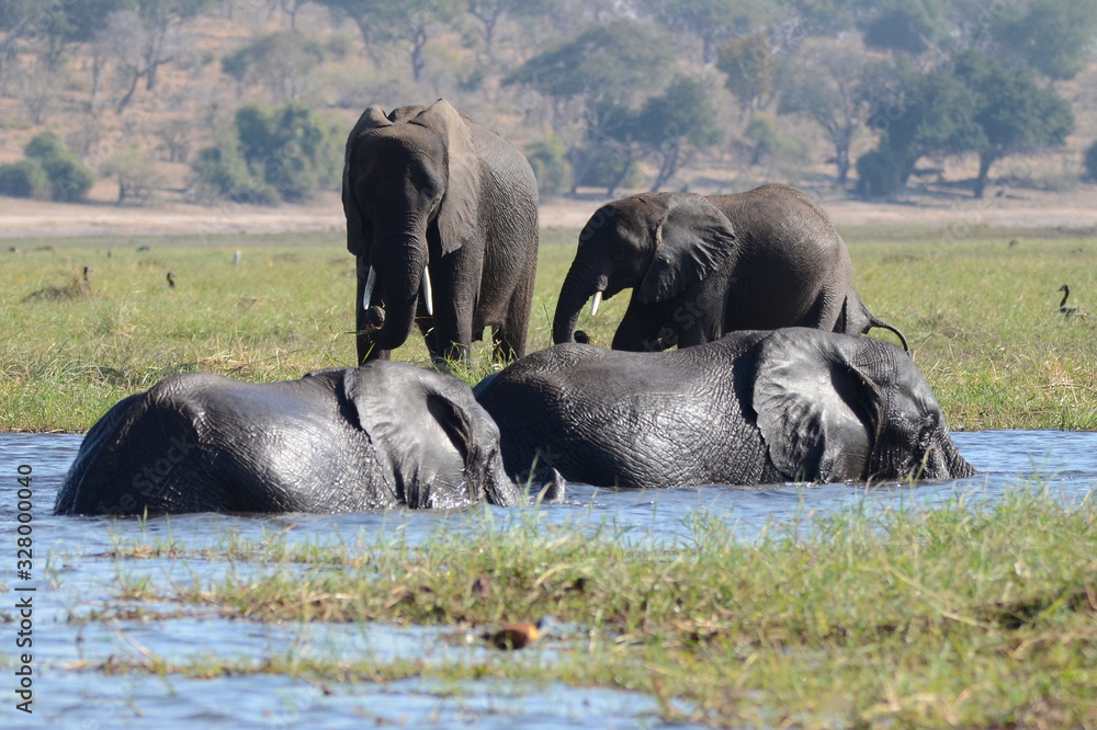 Elephants enjoying the lush grassland by the Chobe River in Botswana Elephants enjoying the lush grassland by the Chobe River in Botswana