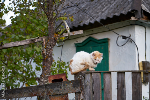 Fototapeta Naklejka Na Ścianę i Meble -  The image of a cat sitting on a fence.