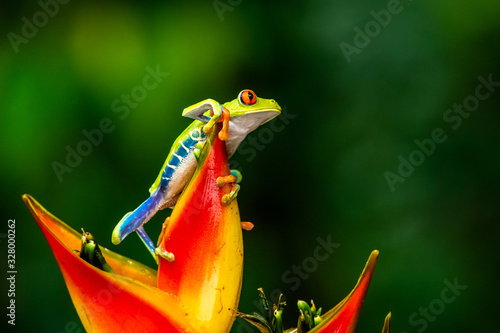 Red-eyed Tree Frog, Agalychnis callidryas, sitting on the green leave in tropical forest in Costa Rica.