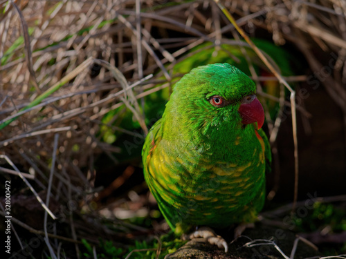 The superb parrot, Polytelis swainsonii, also known as Barraband's parrot, Barraband's parakeet, or green leek parrot. photo